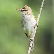 Oriental Reed Warbler