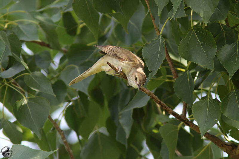 Rousserolle d'Orientadulte, identification