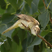 Oriental Reed Warbler