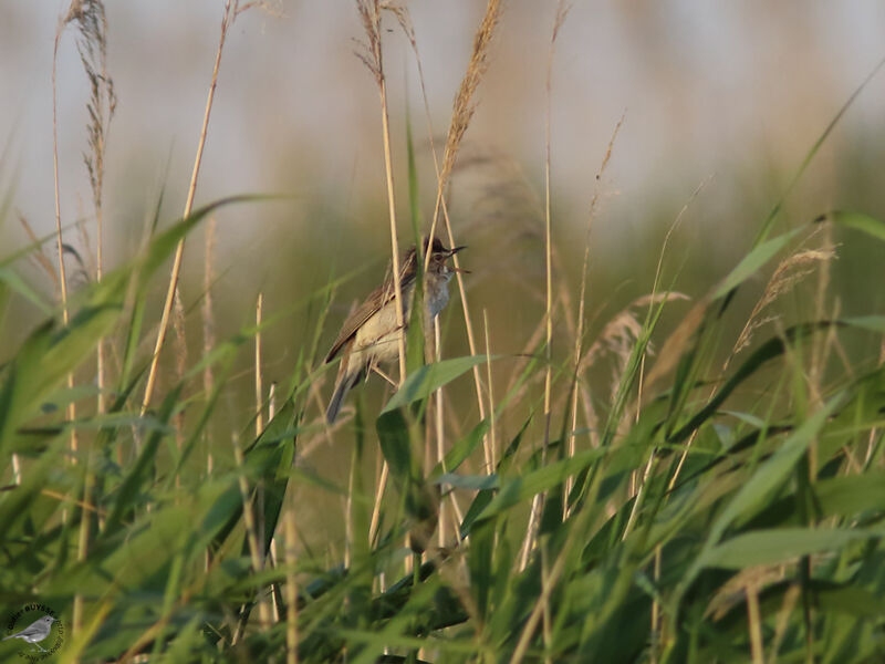 Paddyfield Warbleradult, identification