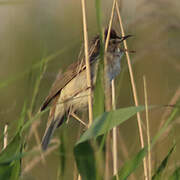 Paddyfield Warbler