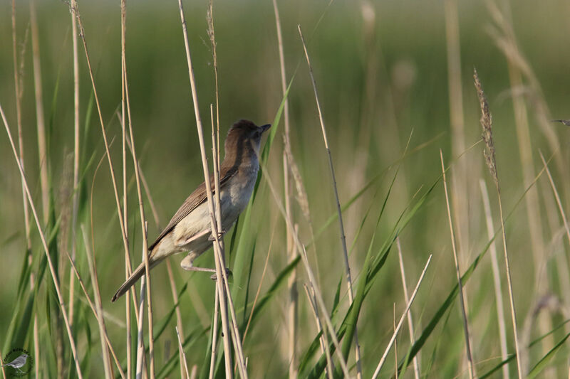 Great Reed Warbleradult, identification