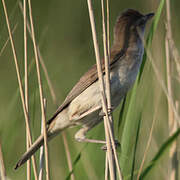 Great Reed Warbler