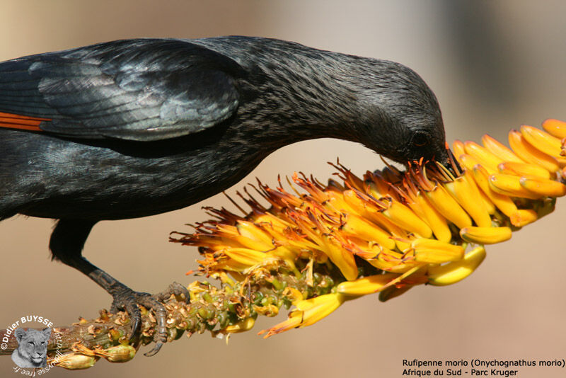 Red-winged Starling female adult