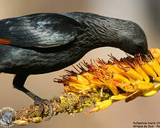 Red-winged Starling