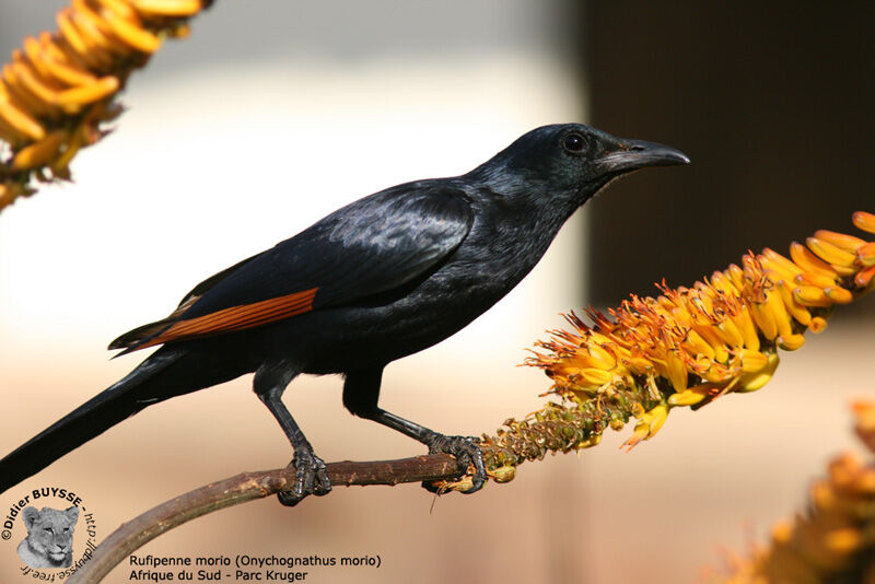 Red-winged Starling male adult