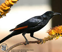 Red-winged Starling