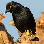 Pale-winged Starling