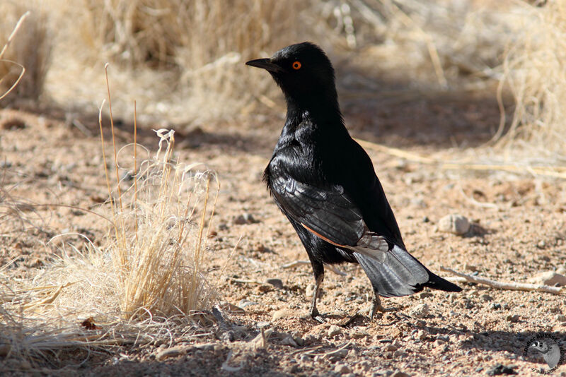 Pale-winged Starlingadult, identification