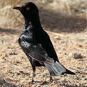 Pale-winged Starling