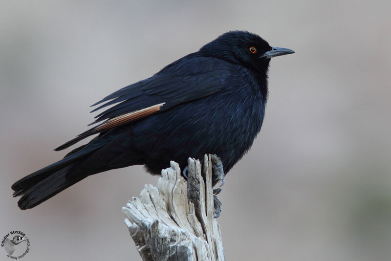 Pale-winged Starlingadult, identification