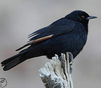 Pale-winged Starling