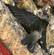 Edible-nest Swiftlet