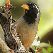 Golden-billed Saltator