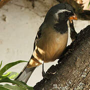 Golden-billed Saltator