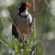 Golden-billed Saltator