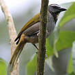 Saltator des grands-bois