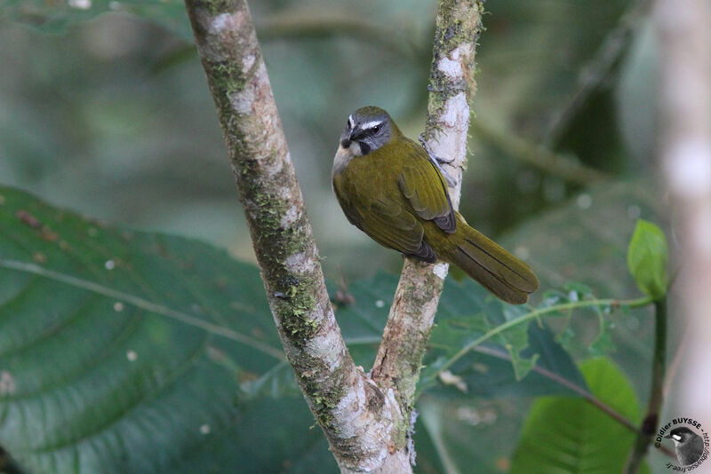 Buff-throated Saltatoradult, identification