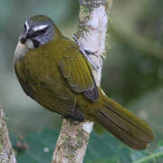 Saltator des grands-bois