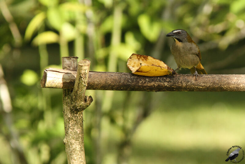 Buff-throated Saltatoradult, identification