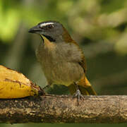 Buff-throated Saltator