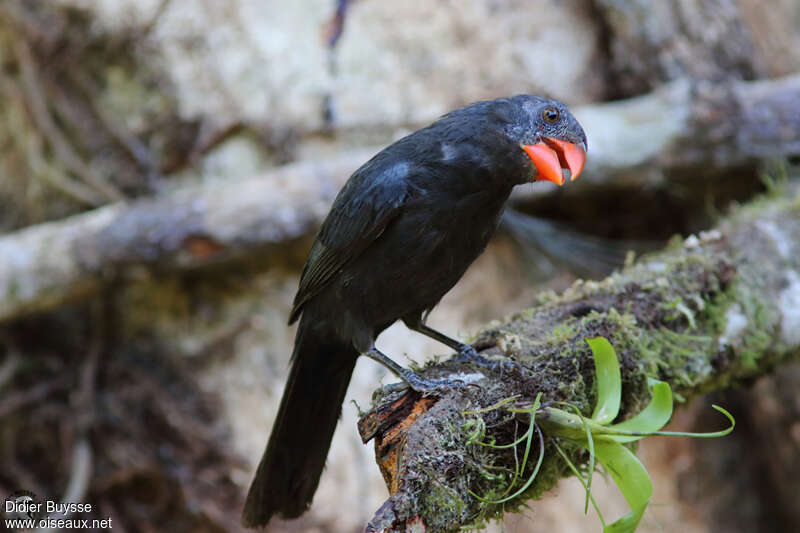 Saltator fuligineux adulte, identification
