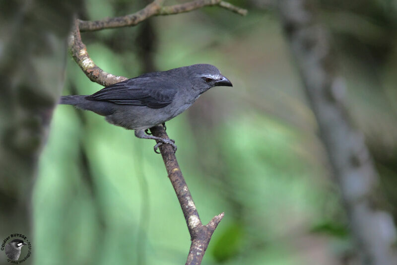 Bluish-grey Saltatoradult, identification