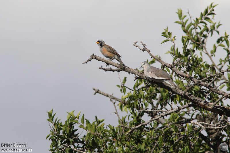 Many-colored Chaco Finch male adult, identification