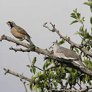 Many-colored Chaco Finch