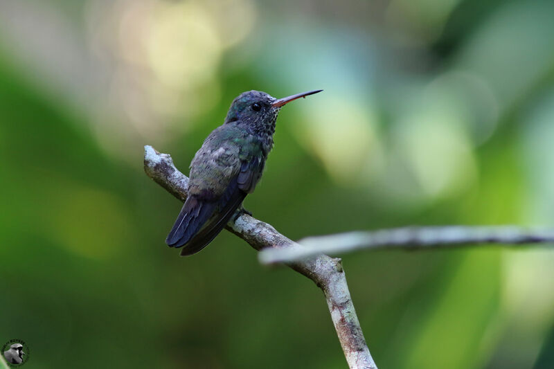 Saphir azuré mâle, identification