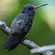 White-chinned Sapphire