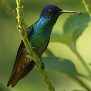 Golden-tailed Sapphire