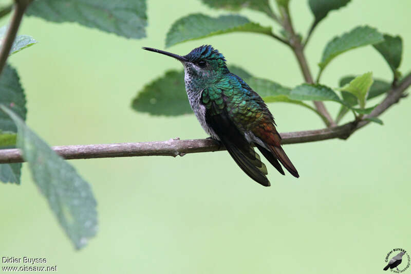 Saphir oenone femelle adulte, identification