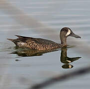 Blue-winged Teal