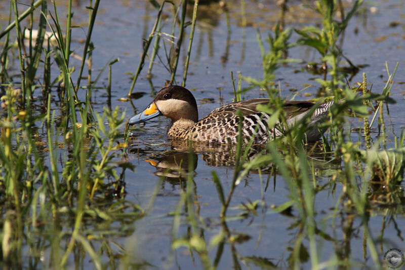 Sarcelle barioléeadulte, identification