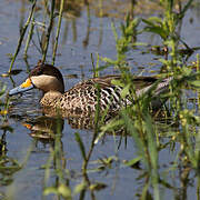 Silver Teal