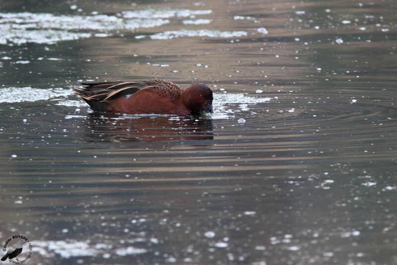 Cinnamon Teal male adult, identification