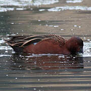 Cinnamon Teal