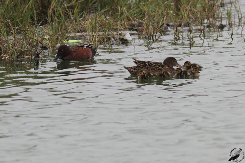 Cinnamon Teal , identification, Reproduction-nesting