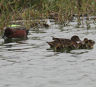 Cinnamon Teal