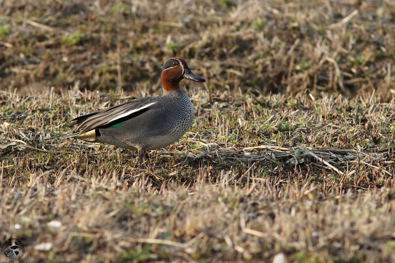 Sarcelle d'hiver mâle adulte, identification