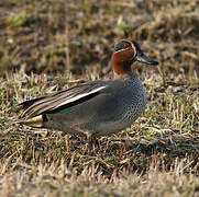 Eurasian Teal