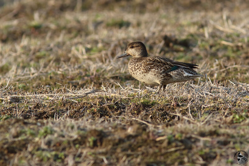 Sarcelle d'hiver femelle adulte, identification