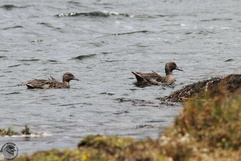 Andean Teal adult, identification