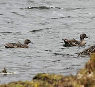 Andean Teal