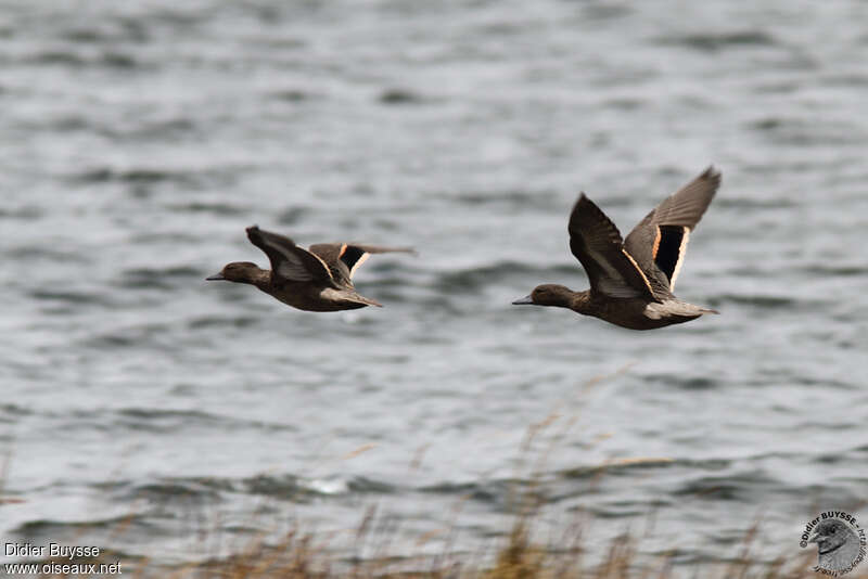 Andean Tealadult, Flight