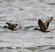 Andean Teal