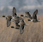 Yellow-billed Teal