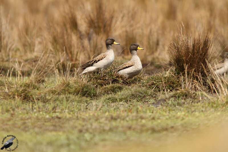 Sarcelle tachetée adulte, identification