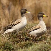 Yellow-billed Teal